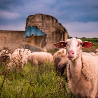 עדר כבשים בביצורים